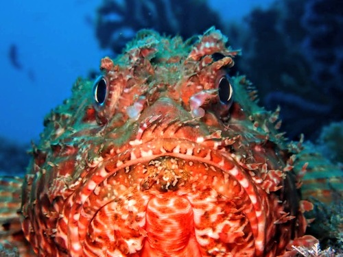 Photo of Red scorpionfish (Scorpaena scrofa)