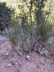 Ephedra viridis