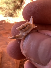Rodentia