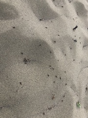 Formica obscuripes
