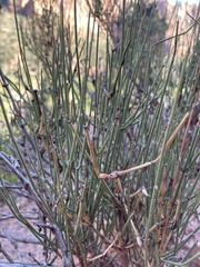 Ephedra viridis