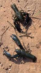 Cherax destructor
