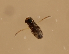 Trichocorixa reticulata