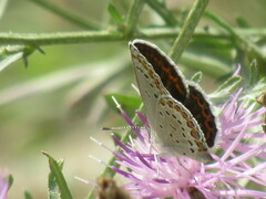Plebejus melissa