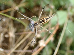 Argiope protensa