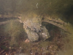 Pyromaia tuberculata