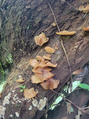 Auricularia