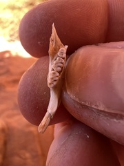 Rodentia