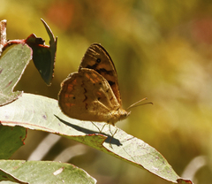 Heteronympha merope
