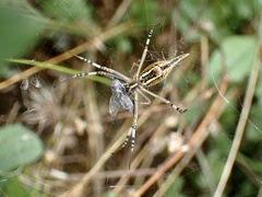 Argiope protensa