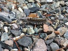 Lophocampa roseata