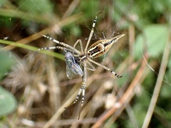 Argiope protensa