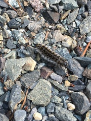 Lophocampa roseata