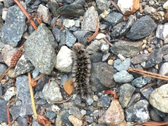 Lophocampa roseata