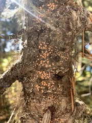 Aleurodiscus grantii