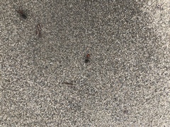 Formica obscuripes