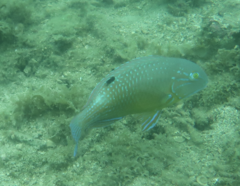 Choerodon schoenleinii