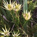 Gardenroute Spearleaf Conebush - Photo (c) slivesey, some rights reserved (CC BY-NC)