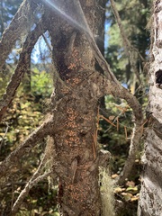 Aleurodiscus grantii