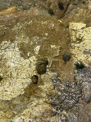 Littorina subrotundata