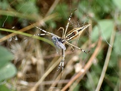 Argiope protensa