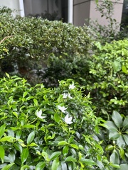 Wrightia antidysenterica