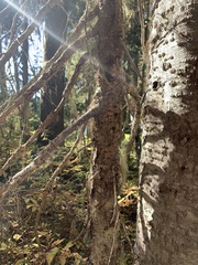 Aleurodiscus grantii