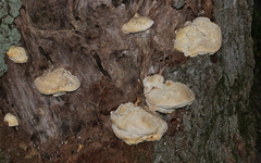 Polyporaceae