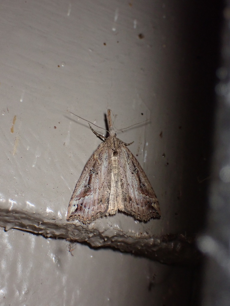 California Cloverworm Moth