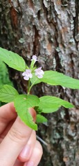 Clinopodium micranthum
