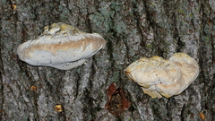 Polyporaceae
