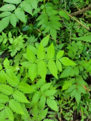Rubus rosifolius