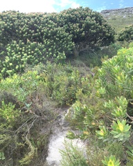 Mimetes fimbriifolius