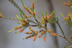 Melaleuca ericifolia