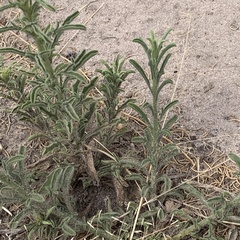 Nidorella auriculata