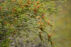 Melaleuca ericifolia