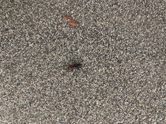 Formica obscuripes