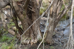 Melaleuca ericifolia