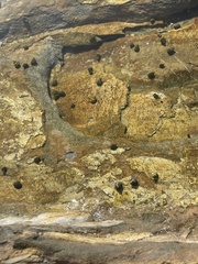 Littorina subrotundata