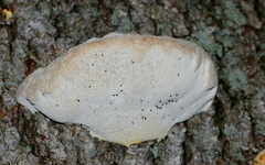 Polyporaceae