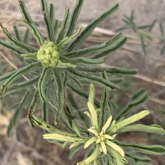Nidorella auriculata