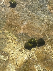 Littorina subrotundata
