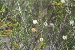 Melaleuca ericifolia