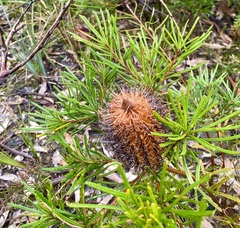 Banksia cunninghamii