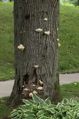 Polyporaceae