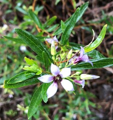 Billardiera cymosa