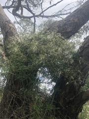 Clematis microphylla