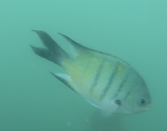 Abudefduf whitleyi