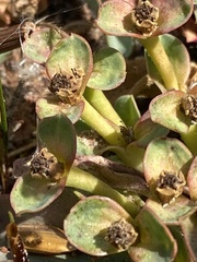 Euphorbia tuberosa