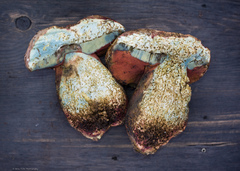 Rubroboletus haematinus